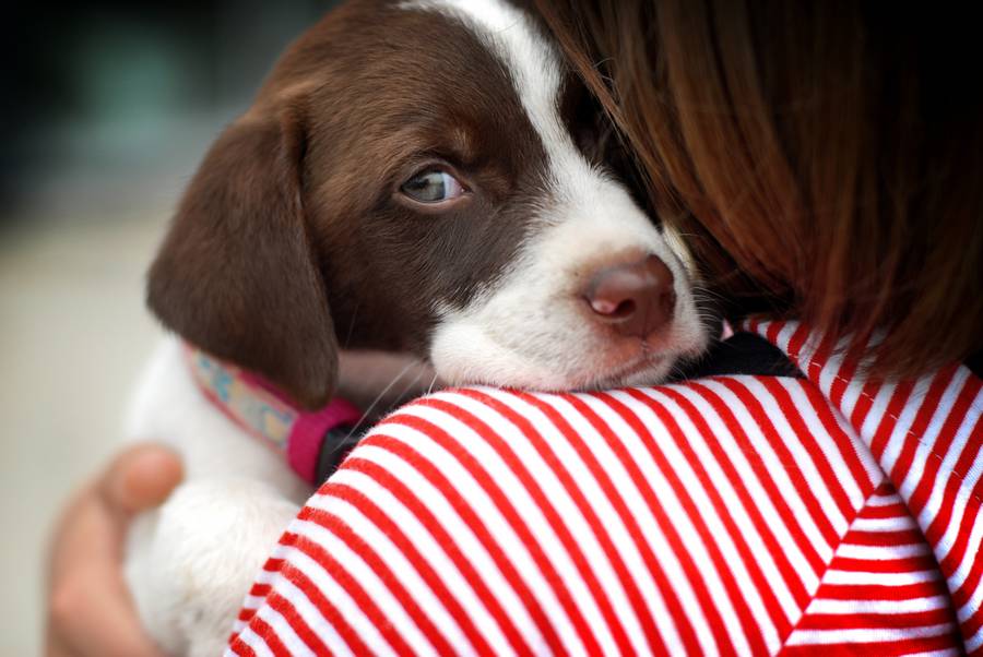 Fraldas Descartáveis Para Cachorro