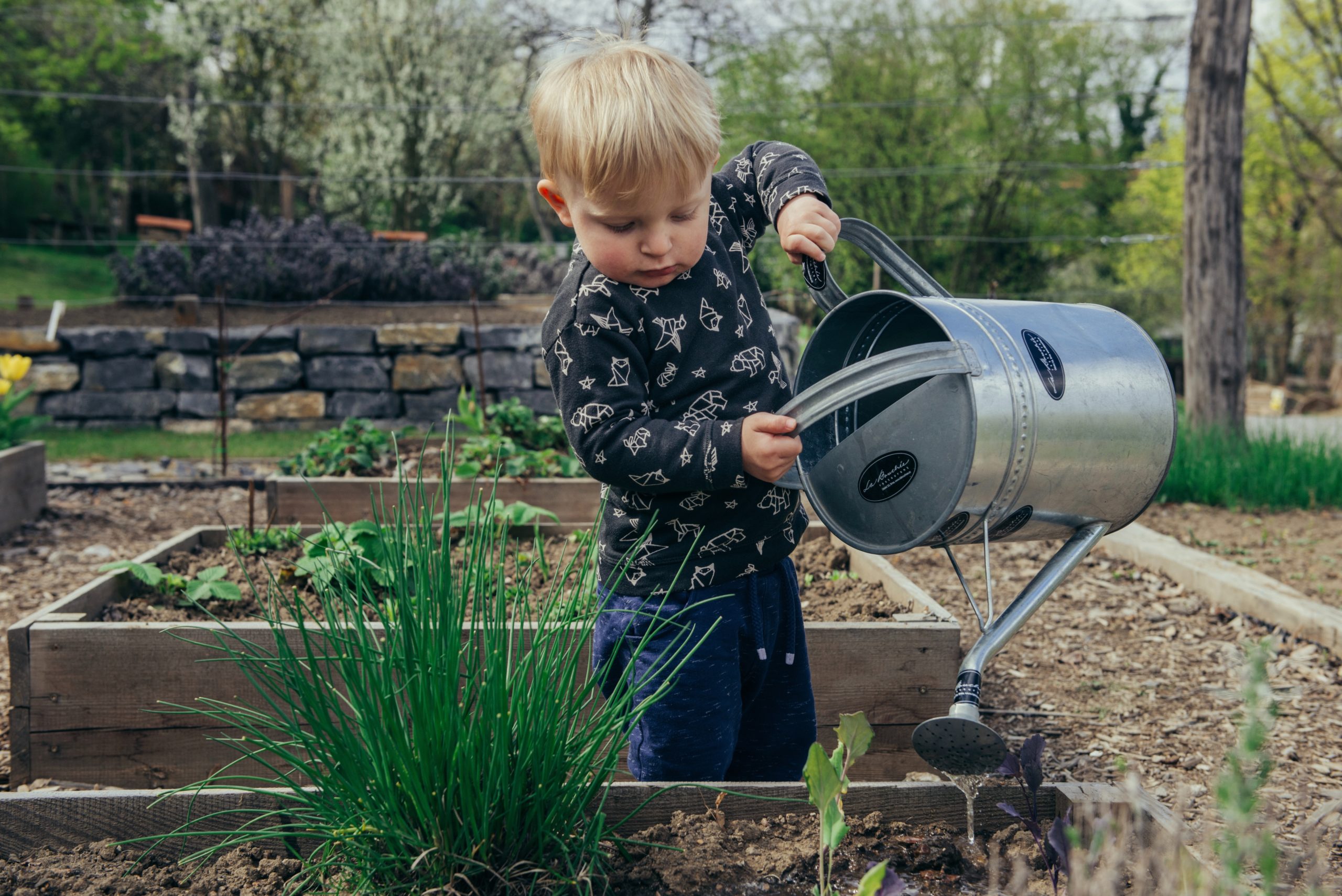 Quantas vezes devo regar algumas espécies de plantas?