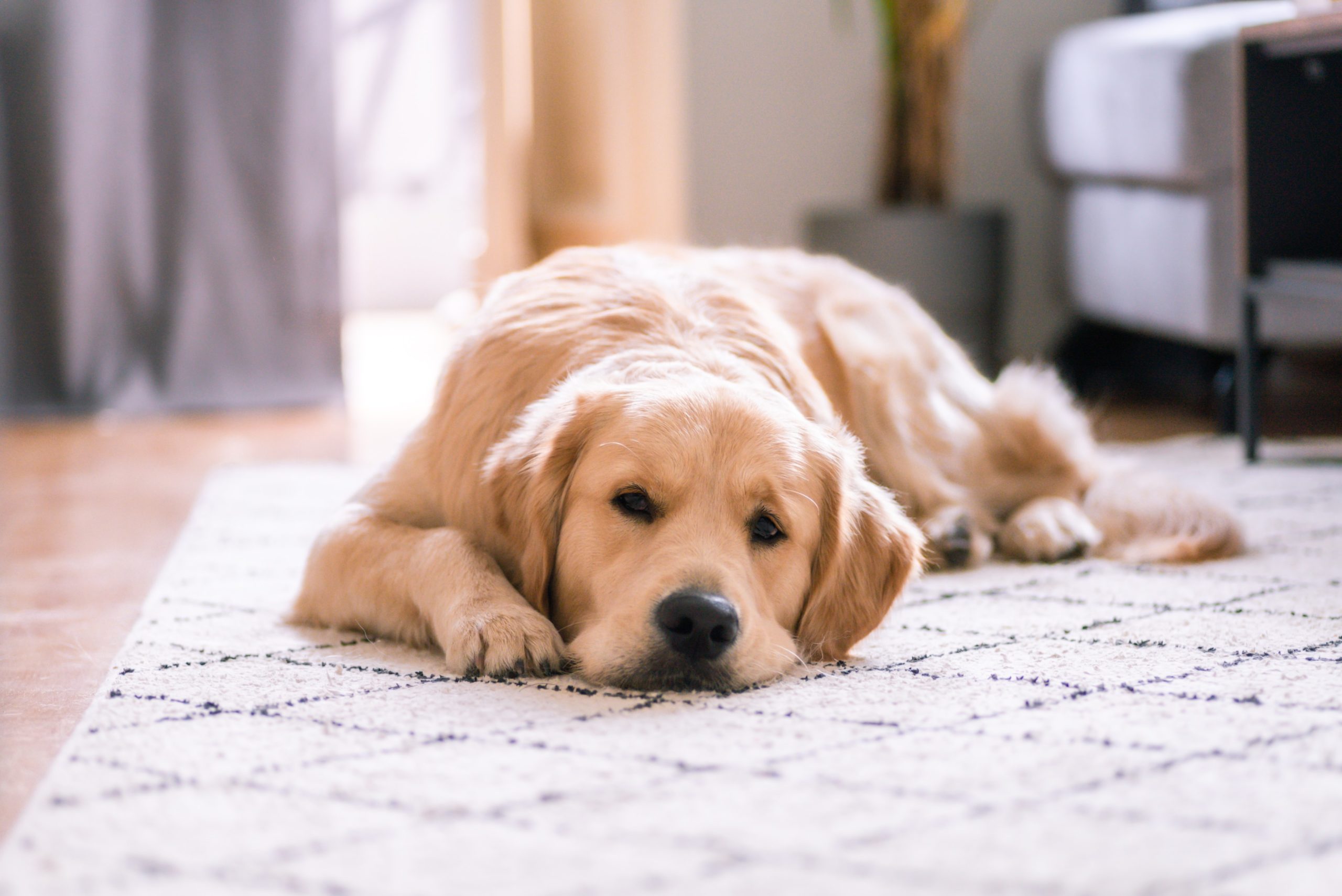 Como garantir o bem-estar e a saúde do pet?