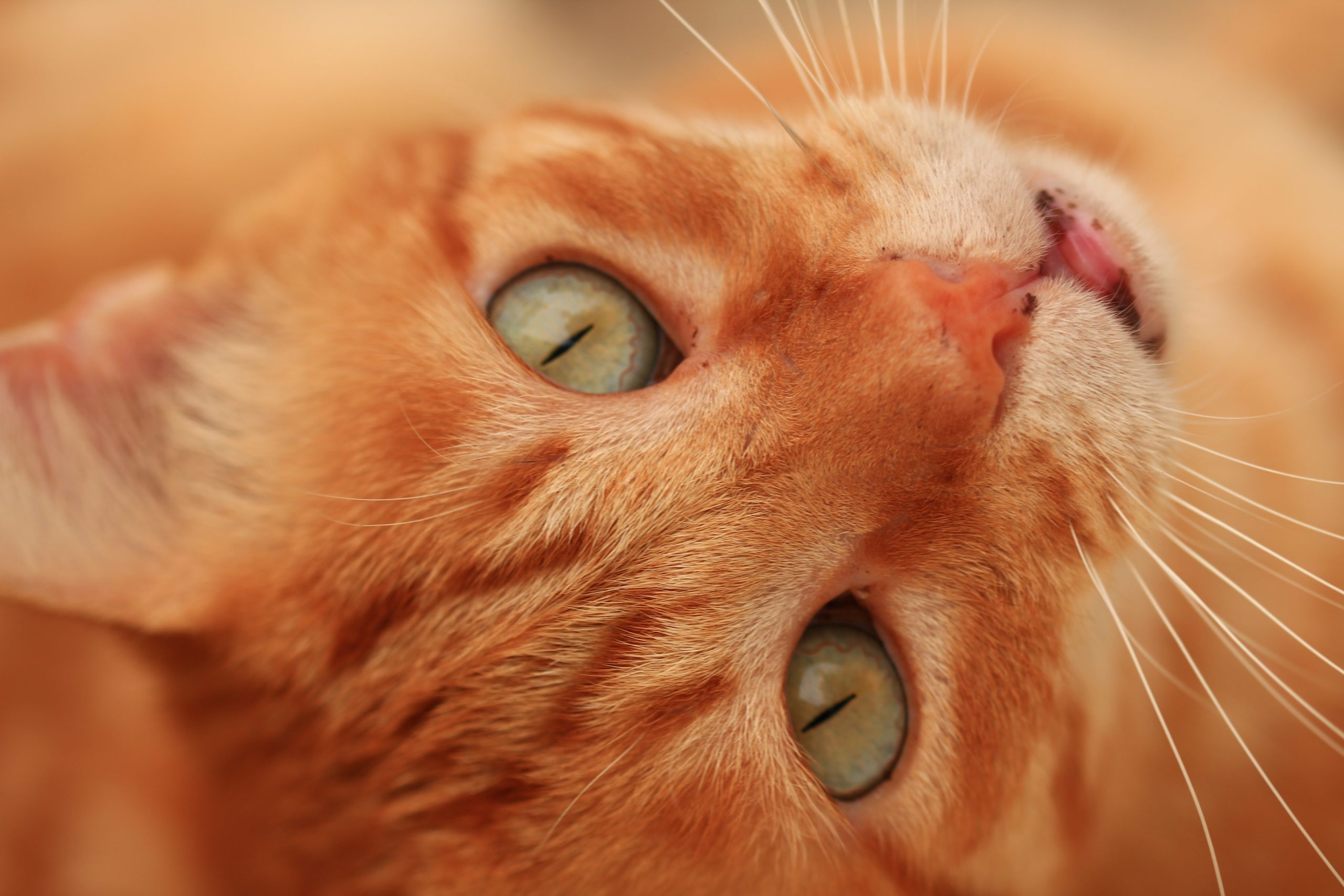 Conheça 5 produtos essenciais para a higiene do gato