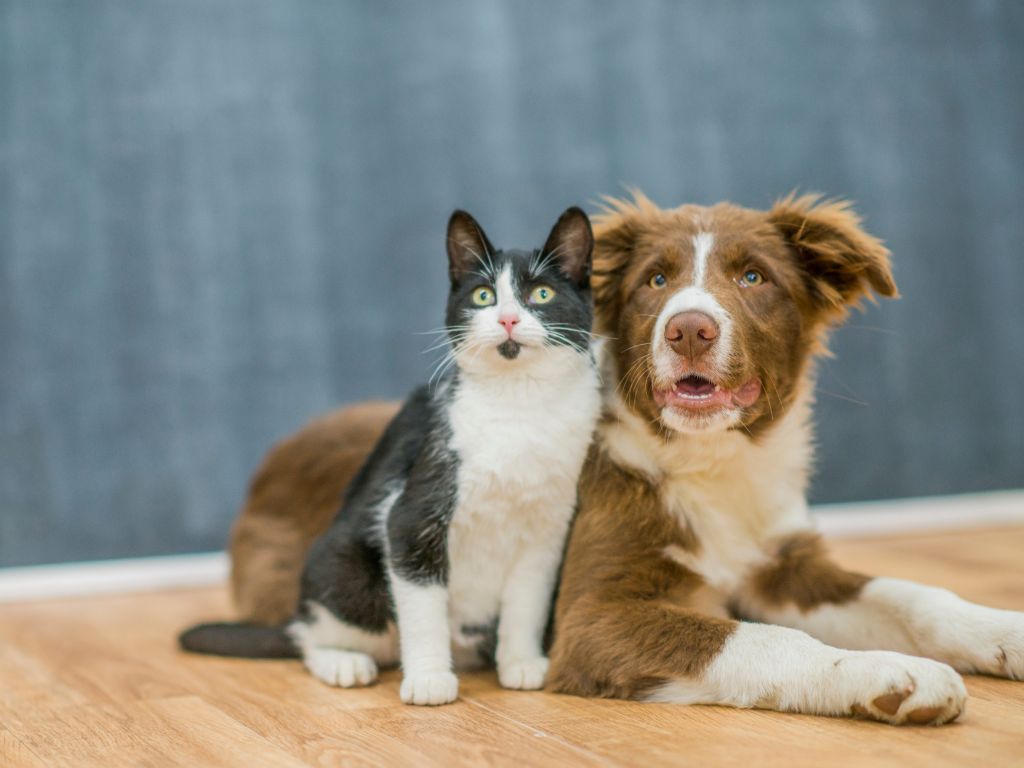 Cães ou Gatos – Como saber qual o ideal para adotar?