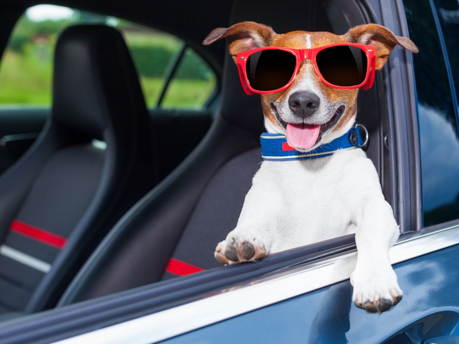 Como transportar cachorro no carro?