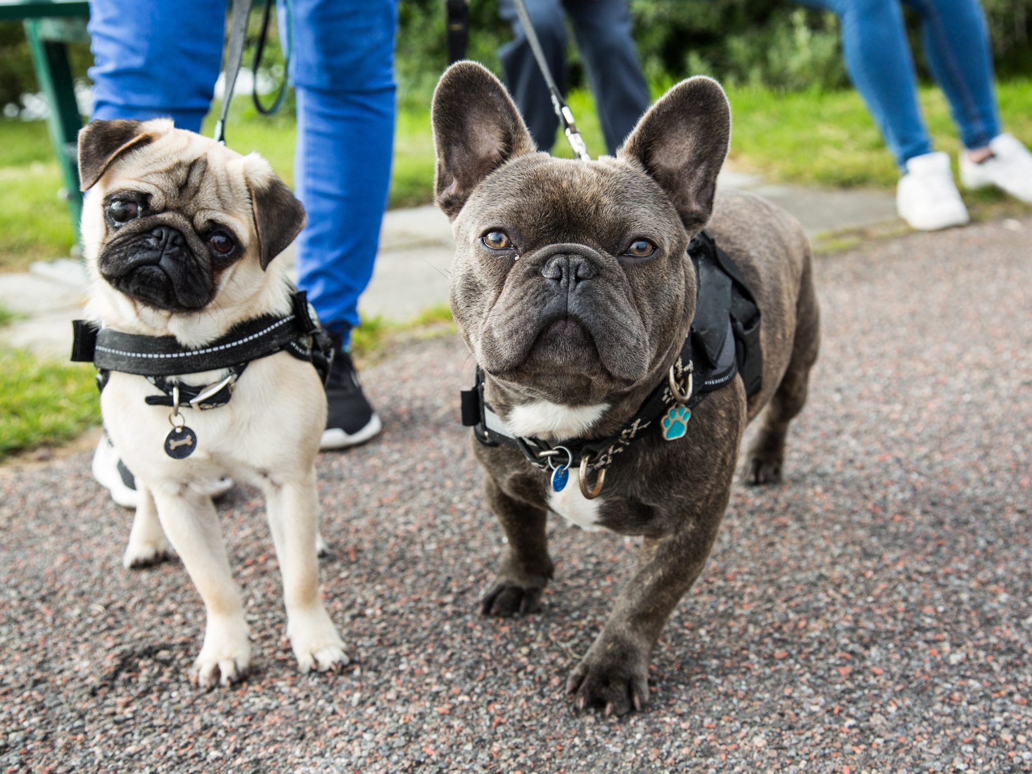 Veja 6 motivos para levar seu cão para passear na rua