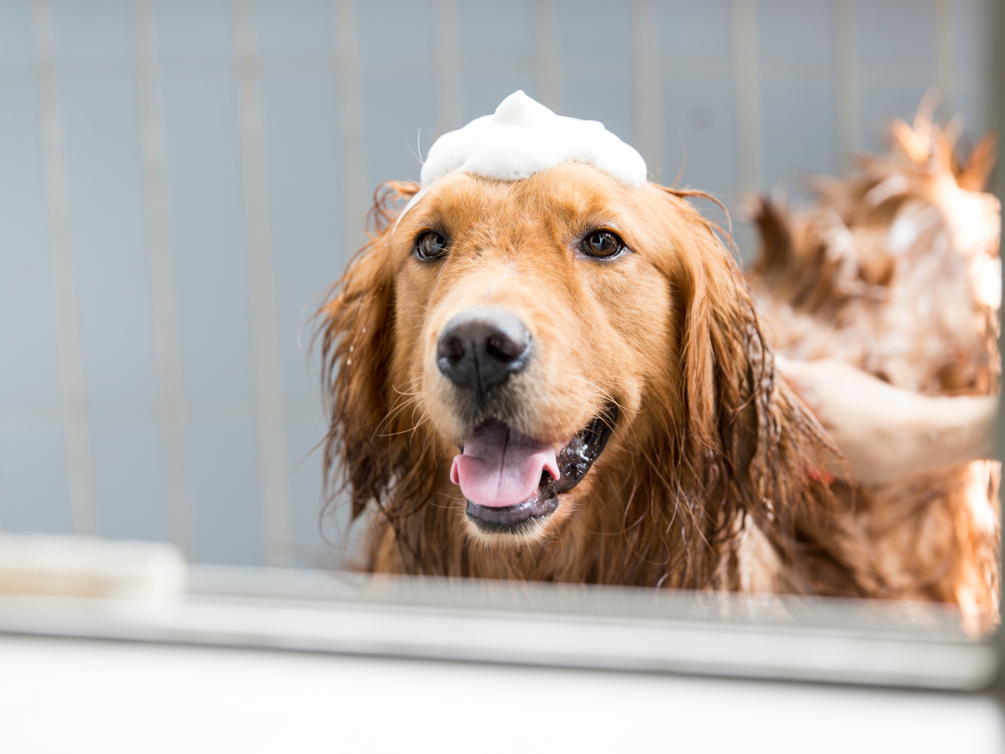 Você sabe como dar banho em cachorro? Confira!
