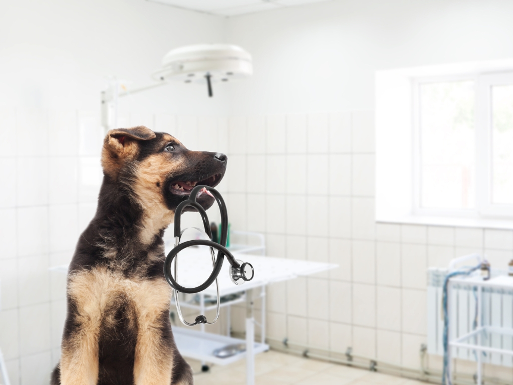 Parvovirose canina: sintomas, tratamento e prevenção
