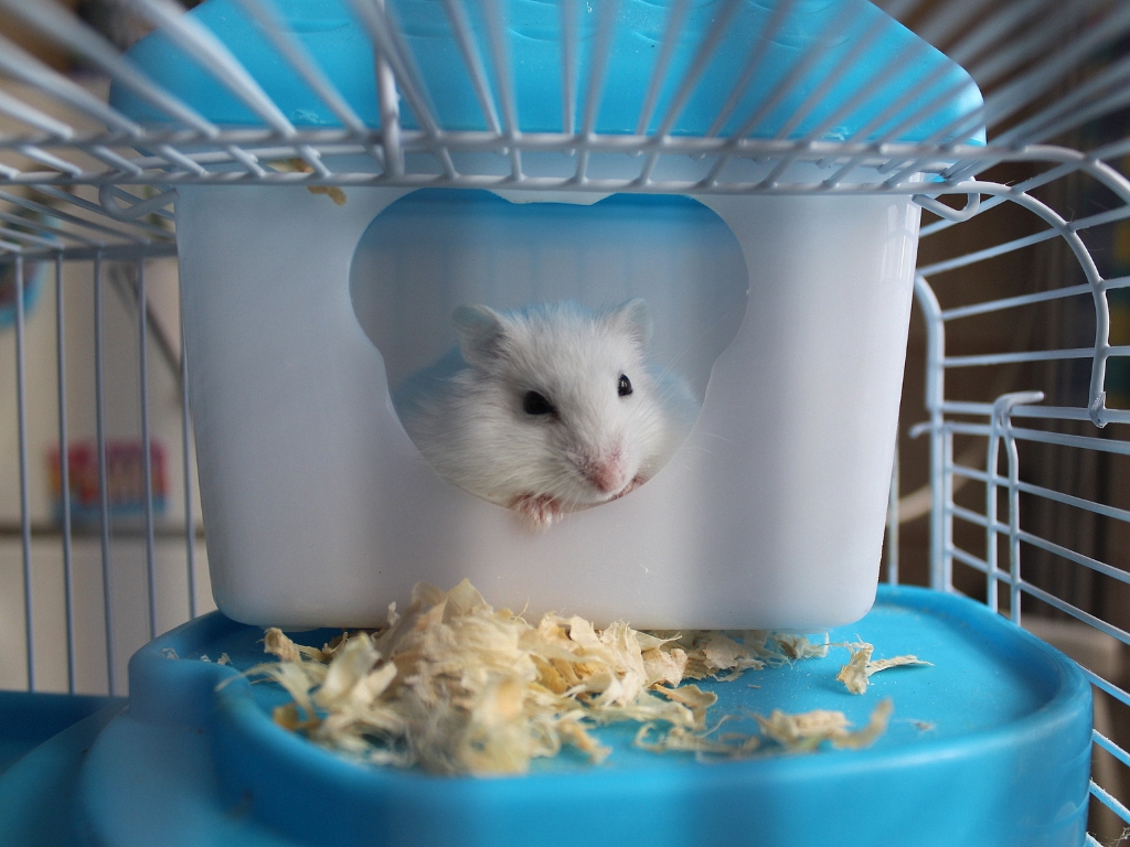 Gaiola para Hamster – Saiba como você deve escolher a sua