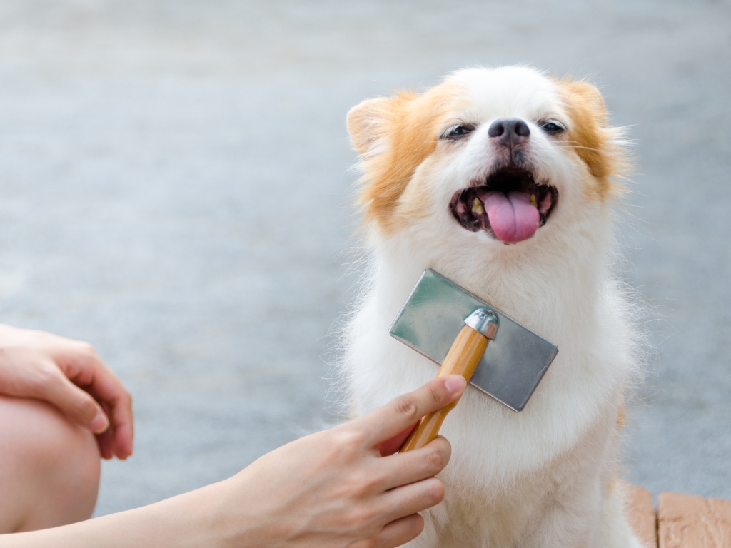 Cuide da pelagem com escovas e pentes adequados para cães e gatos