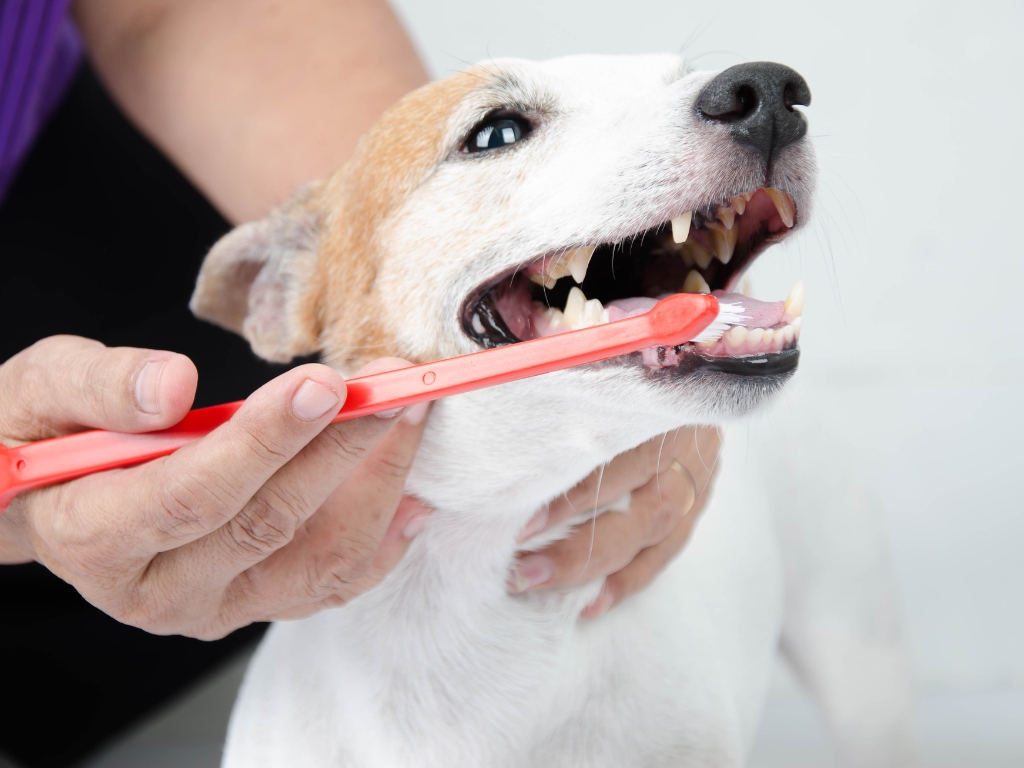 3 dicas para manter a saúde bucal do seu pet