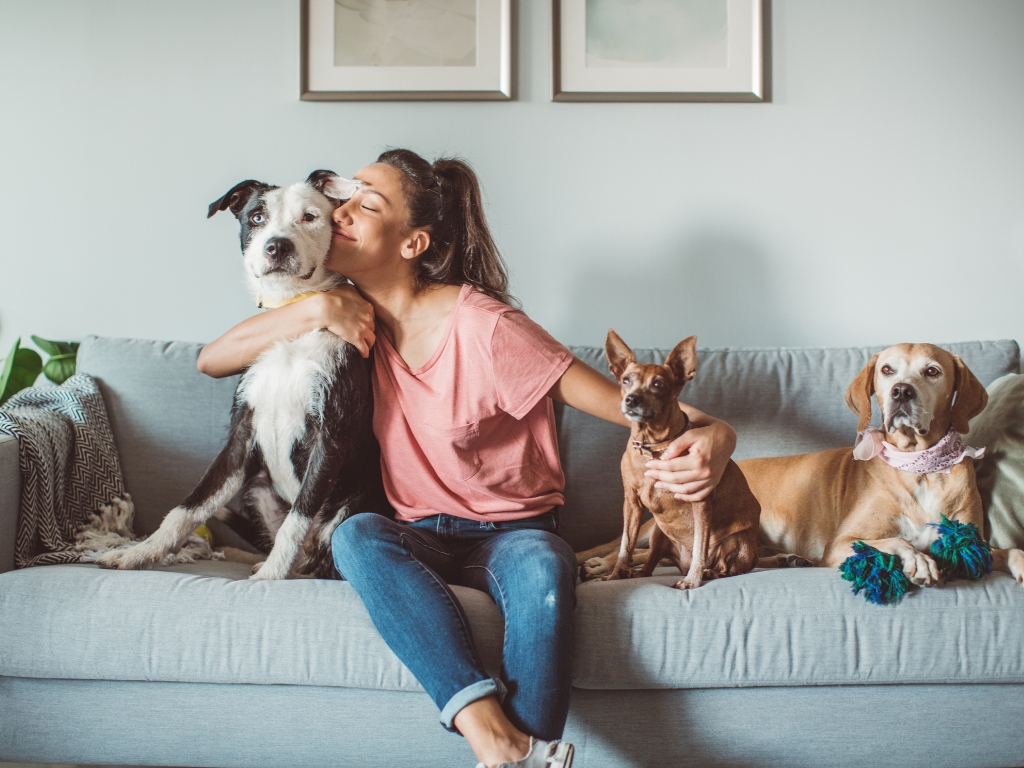 Quais os itens essenciais para o conforto do seu pet?