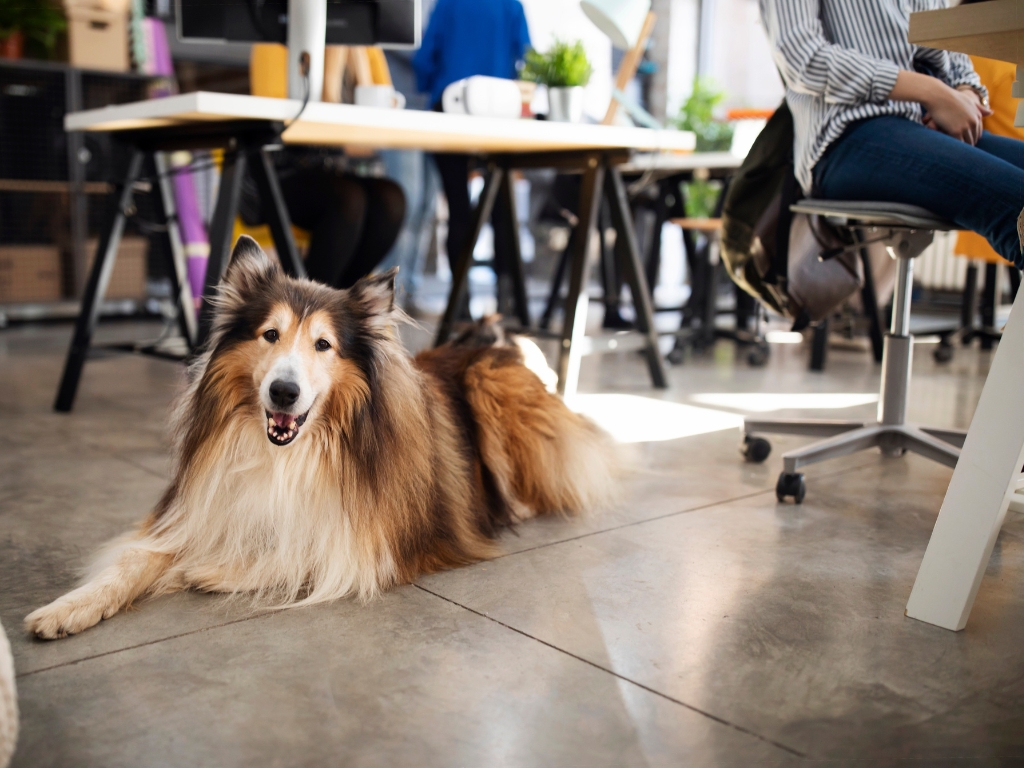 Animais de estimação em ambientes de trabalho: benefícios e desafios