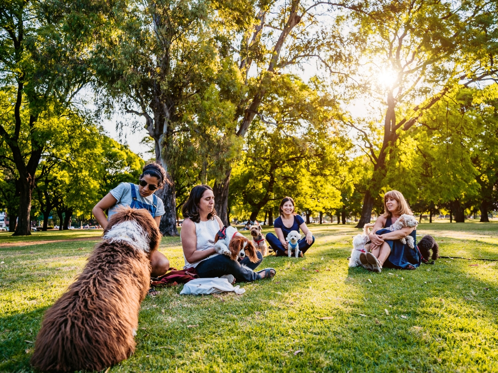 Dicas de socialização de animais de estimação